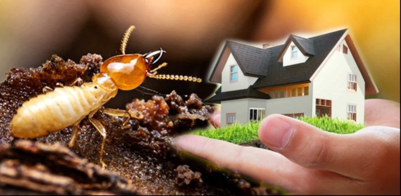 Termite Control in Delhi